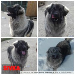 Sivka