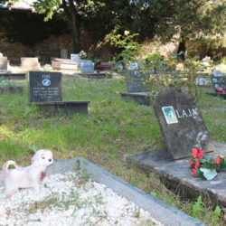 Zakon zabranio ukope kućnih ljubimaca na groblju