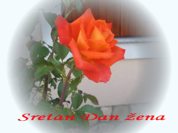 ruža za Dan žena
