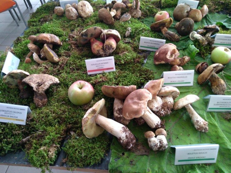 Jesenska radionica i izložba gljiva