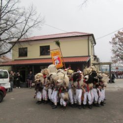 Krug malih Halubajskih zvončara na Gornjem Zametu