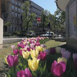 Gradske gredice i parkovi uljepšani cvijećem