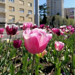 Gradske gredice i parkovi uljepšani cvijećem
