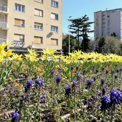 Gradske gredice i parkovi uljepšani cvijećem