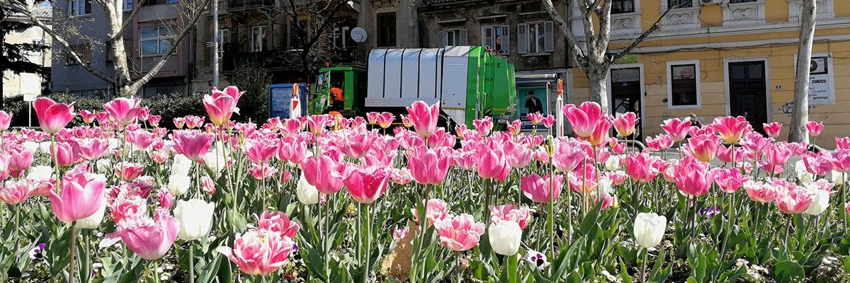 Gradske gredice i parkovi uljepšani cvijećem