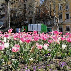Gradske gredice i parkovi uljepšani cvijećem
