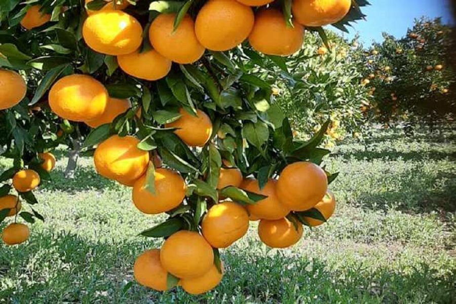 Mandarine_OPG Alen Juračić