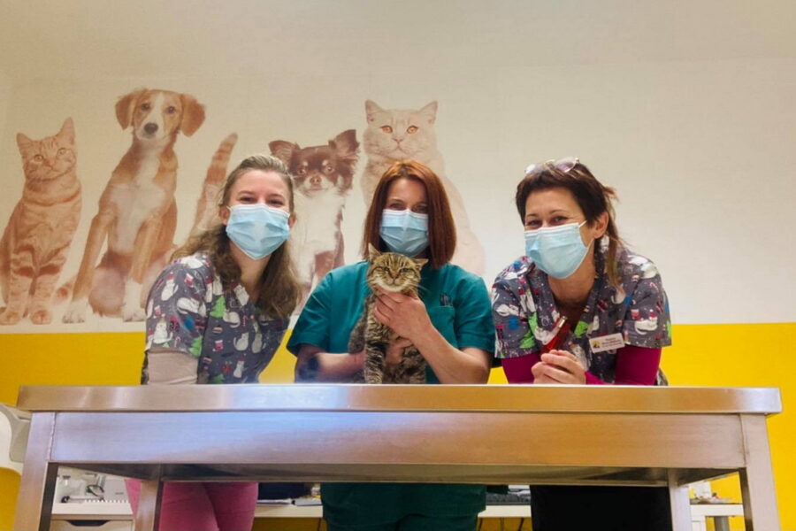 Sterilizacija mačaka Veterinarska ambulanta i ljekarna Ferarica Rijeka