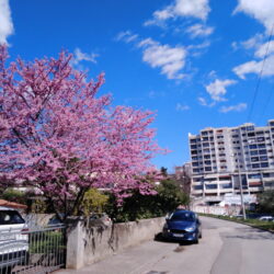 sim što je najveće i cvat mu je najbogatiji