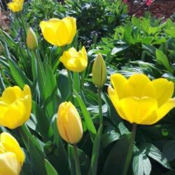 Tulipani