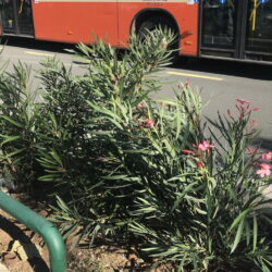 Nastavak sadnje oleandra u sklopu projekta uljepšavanja Rijeke