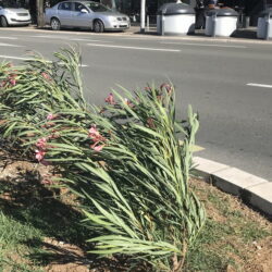 Nastavak sadnje oleandra u sklopu projekta uljepšavanja Rijeke