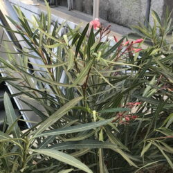 Nastavak sadnje oleandra u sklopu projekta uljepšavanja Rijeke