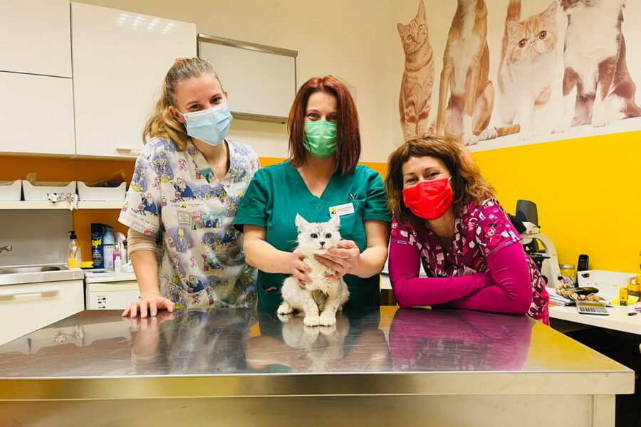 Sterilizacija mačaka u veterinarskoj ambulanti