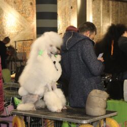Međunarodna izložba pasa CACIB 2023