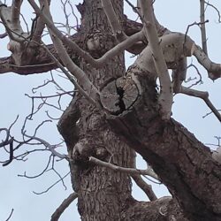 Prilog pitanju Vedrana Vivode - obrezivanje stabala