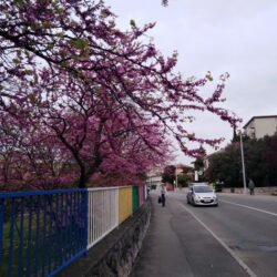 Kvaternikova ulica s roza rubom