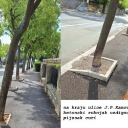 Fotografije drvoreda u ulici J. P. Kamova na Pećinama