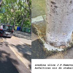 Fotografije drvoreda u ulici J. P. Kamova na Pećinama