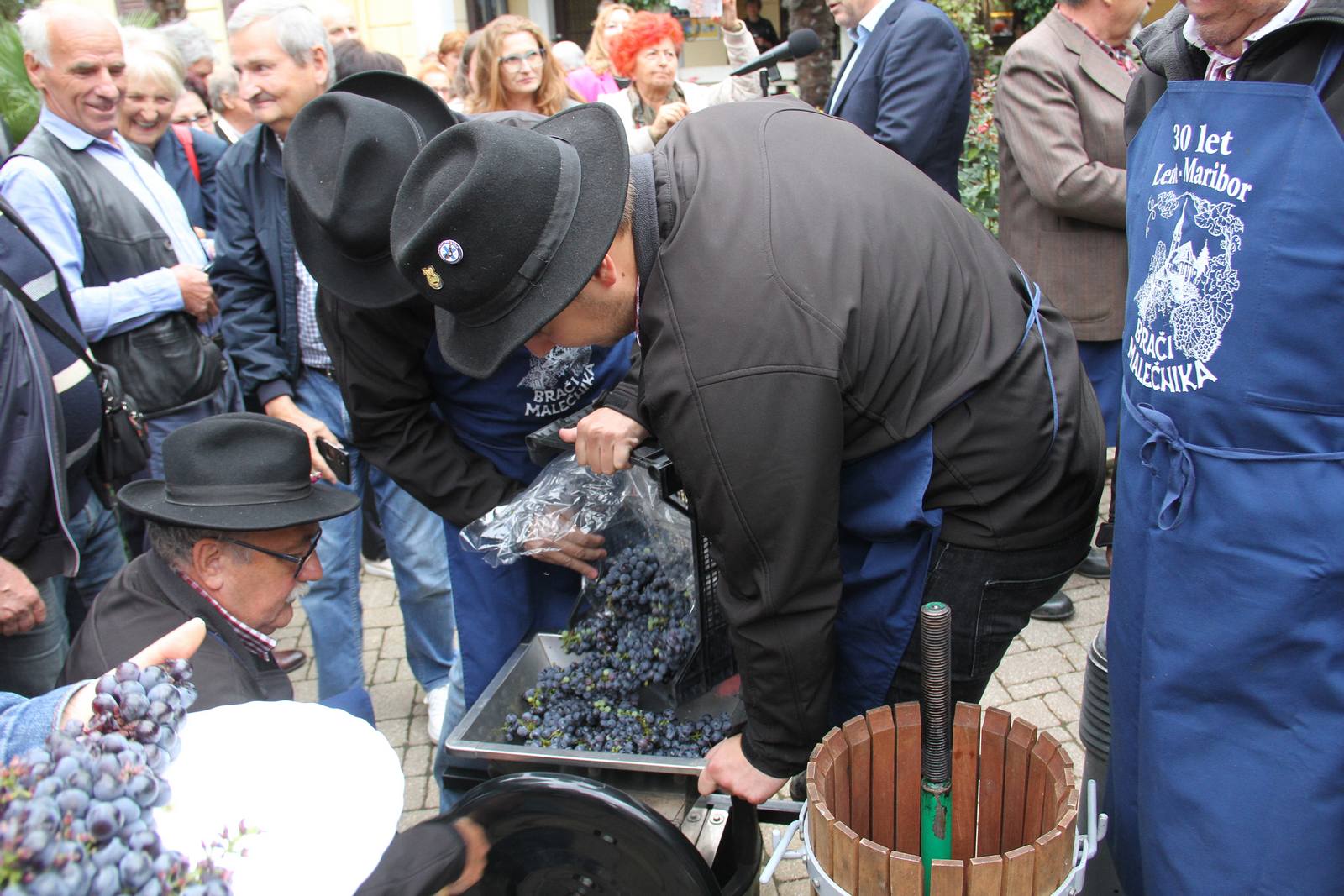 Berba potomka najstarije loze na svijetu