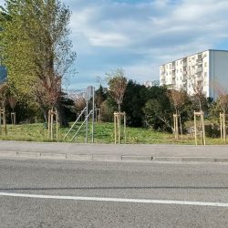 Radnička ulica -sadnja tamarisa