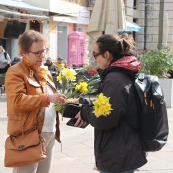 Dan narcisa na Korzu