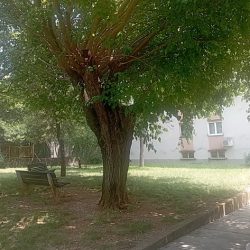 Stablo suncobran