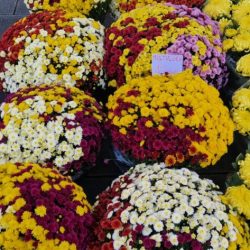 Prigodna prodaja u povodu blagdana Svih Svetih