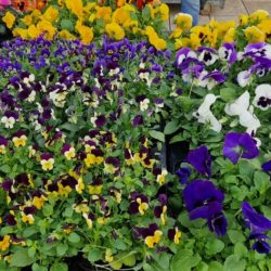 Prigodna prodaja u povodu blagdana Svih Svetih