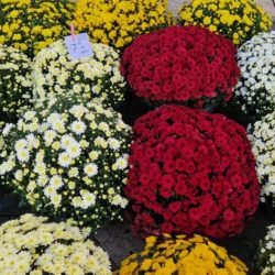 Prigodna prodaja u povodu blagdana Svih Svetih