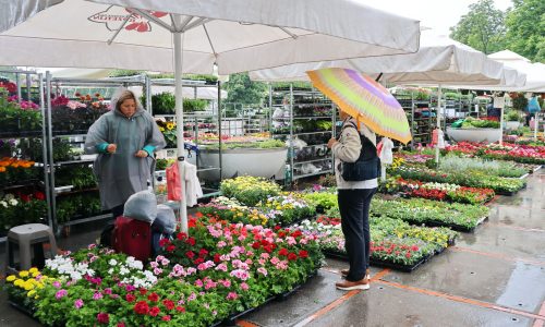 Cvjetni sajam kod Konta