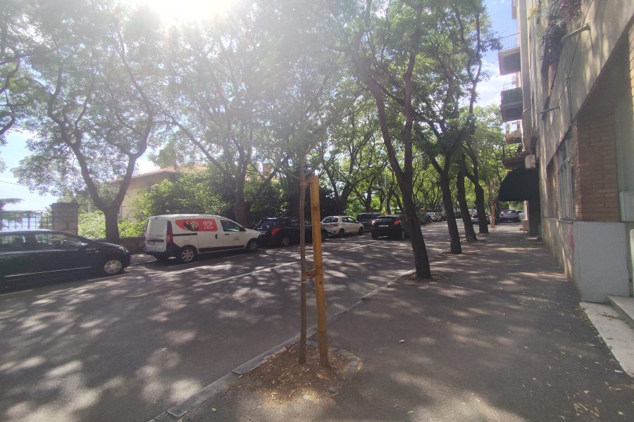 Novozasađeni koprivić u Janka Polića Kamova